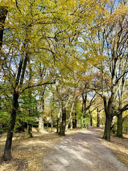 Красива Блискавка Деревах Восени — стокове фото