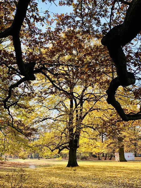 Hermoso Rayo Los Árboles Tiempo Otoño —  Fotos de Stock