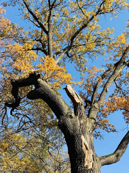 Красивая Молния Деревьях Осеннее Время — стоковое фото