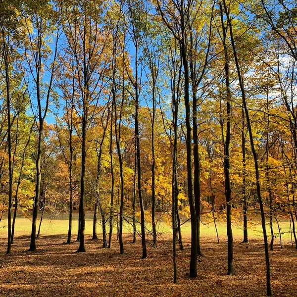 Hermoso Rayo Los Árboles Tiempo Otoño — Foto de Stock