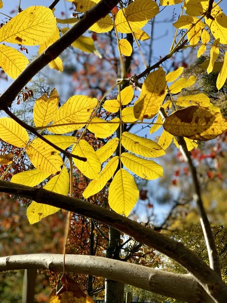 Schöne Blitze Bäumen Der Herbstzeit — Stockfoto