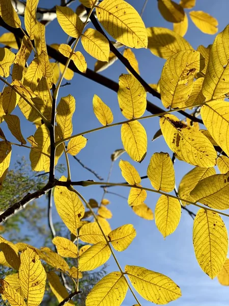 Bellissimo Fulmine Sugli Alberi Autunno — Foto Stock