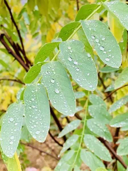 Mooie Bliksem Bomen Vallen Tijd — Stockfoto