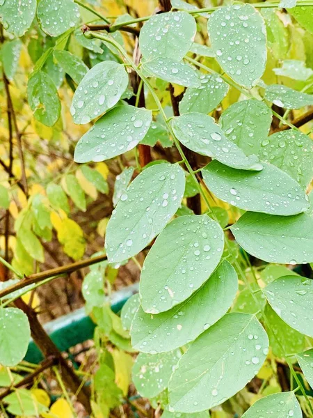 Belo Relâmpago Árvores Tempo Outono — Fotografia de Stock