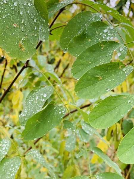 Belle Foudre Dans Les Arbres Automne — Photo