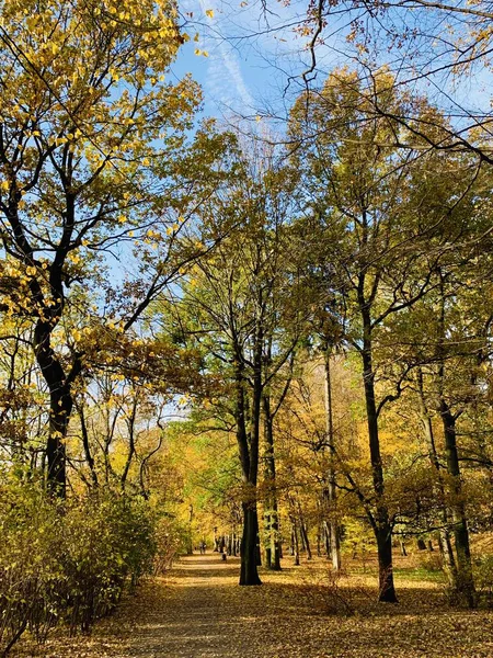 Beautiful Lightning Trees Fall Time — Stock Photo, Image