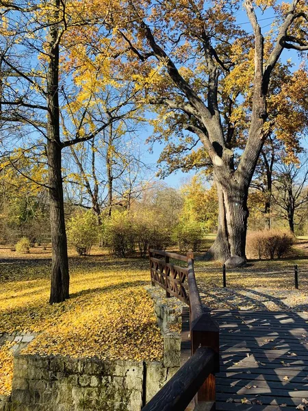 Hermoso Rayo Los Árboles Tiempo Otoño —  Fotos de Stock