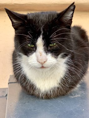 Evin dışında tekir kedi