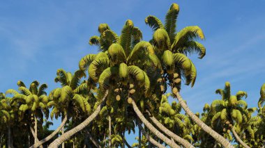 Palmiye ağaçları ve tropik plajlar