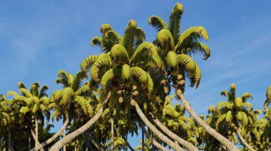 Palmiye ağaçları ve tropik plajlar