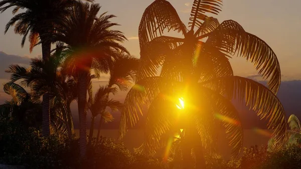 Palm Trees Tropical Beach — Stock Photo, Image