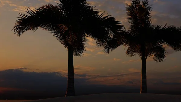 Palm Trees Tropical Beach — Stock Photo, Image