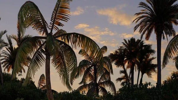 Palm Trees Tropical Beach — Stock Photo, Image