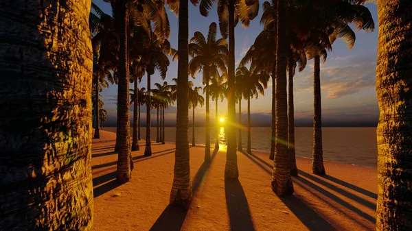 Palm Trees Tropical Beach — Stock Photo, Image