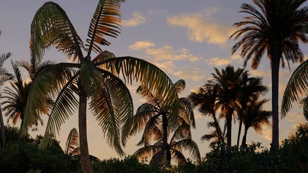 Palmuja Trooppinen Ranta — kuvapankkivalokuva