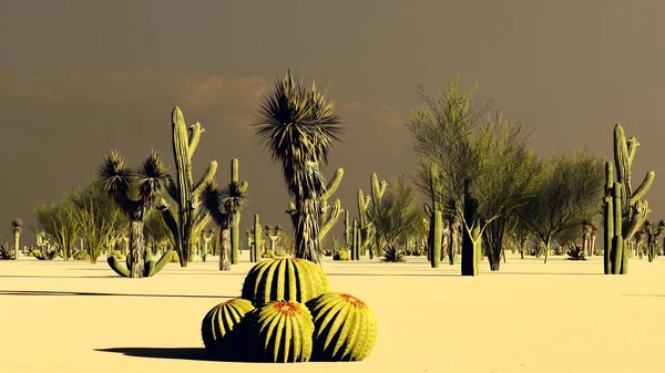 Naplemente Sivatagban Kaktuszok — Stock Fotó