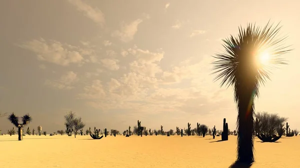 Pôr Sol Deserto Com Cacti — Fotografia de Stock