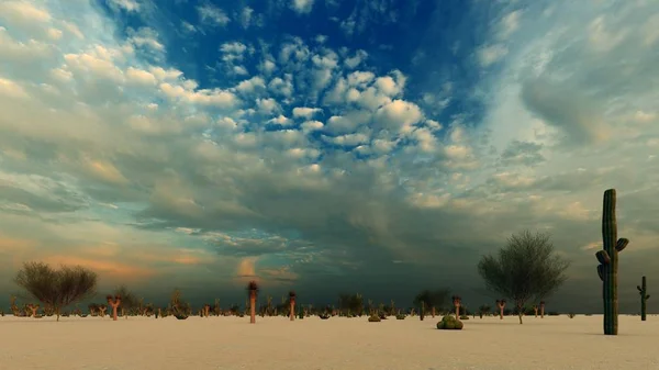 Tramonto Nel Deserto Con Cacti — Foto Stock