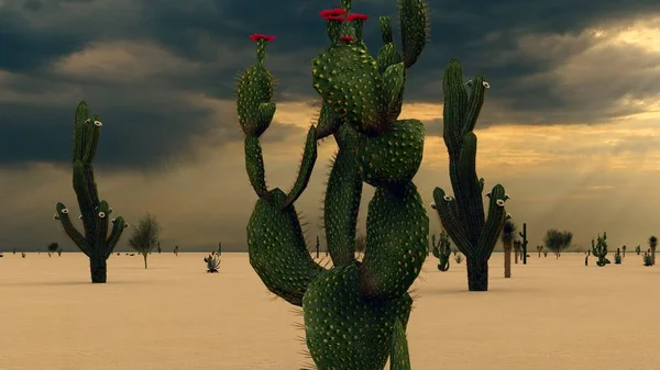 Pôr Sol Deserto Com Cacti — Fotografia de Stock