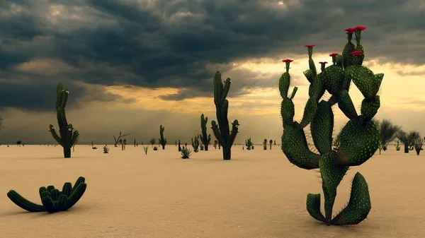 Sunset Desert Cacti — Stock Photo, Image