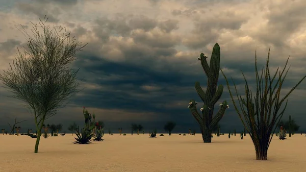 Sunset Desert Cacti — Stock Photo, Image