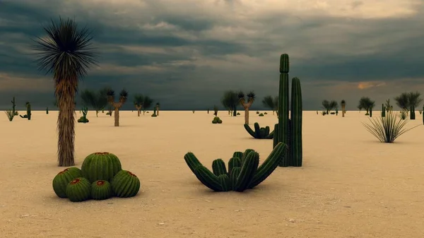 Puesta Sol Desierto Con Cactus — Foto de Stock