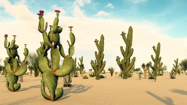 Sunset Desert Cacti — Stock Photo, Image