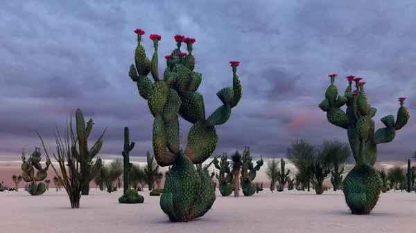 Tramonto Nel Deserto Con Cacti — Foto Stock