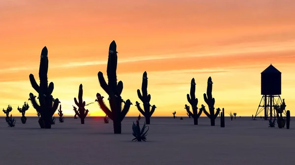 Захід Сонця Пустелі Кактусами — стокове фото
