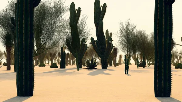 Tramonto Nel Deserto Con Cacti — Foto Stock