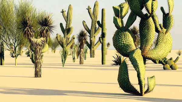 Pôr Sol Deserto Com Cacti — Fotografia de Stock