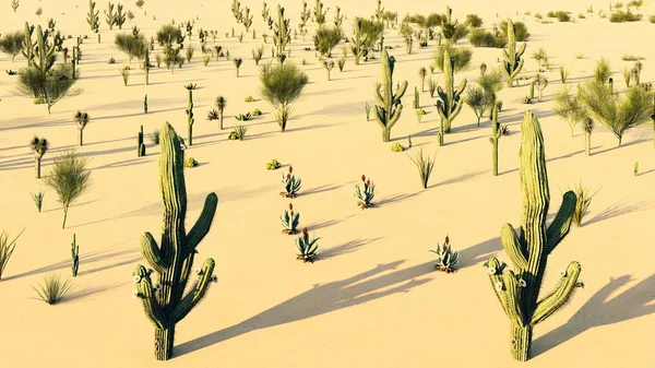 Sunset in the Desert with Cacti 3d rendering