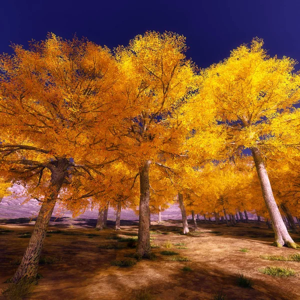 Beautiful beech canopy road — Stock Photo, Image