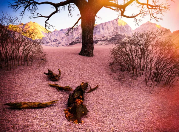 Albero morto solitario nel deserto illustrazione 3d — Foto Stock