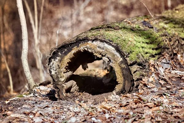 Dřevěná kláda v lese v jihozápadním Polsku — Stock fotografie