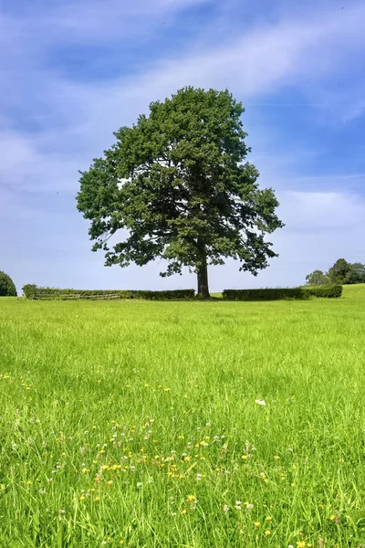 Prachtige oude eiken boom op het veld — Stockfoto