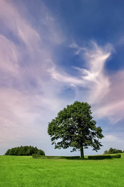 Magnifique chêne ancien sur le terrain — Photo