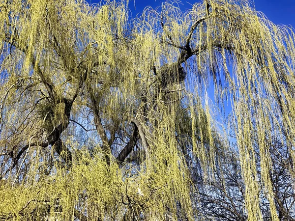 Incroyable saule près de l'étang dans le parc — Photo