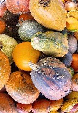 Tarlada muhteşem antik meşe ağacı