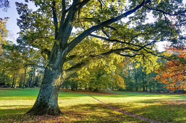 Чудове древнє дубове дерево на полі — стокове фото