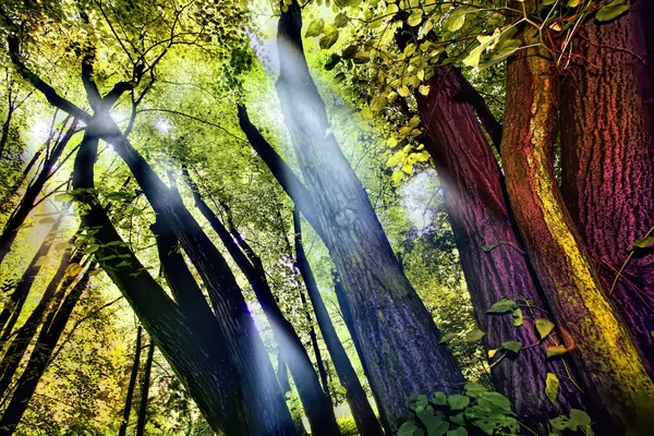 Shafts of lights piercing through dense canopy — Stock Photo, Image