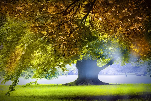 Nádherný starodávný dubový strom na poli — Stock fotografie