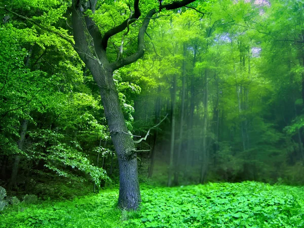 숲의 안개와 광선 — 스톡 사진