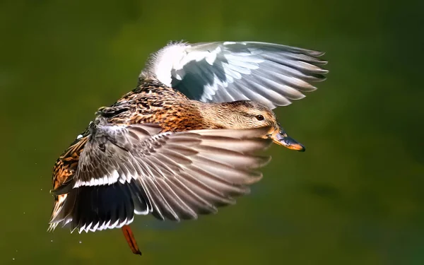 Mallard Duck Flying Over Flowing River