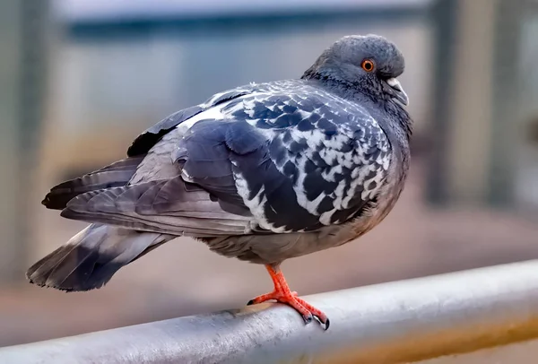 Pombo empoleirado no corrimão — Fotografia de Stock