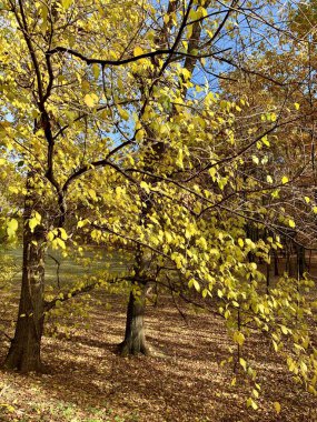 Parktaki güzel kayın yolu.
