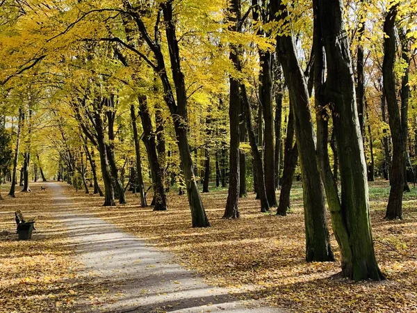 Bella strada a baldacchino in faggio nel parco — Foto Stock