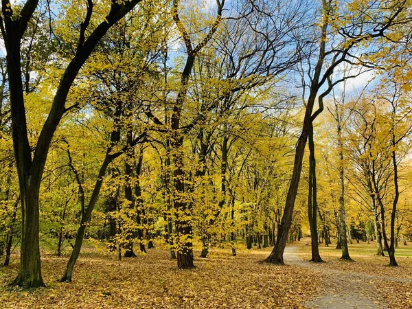 Mooie beuken luifel weg — Stockfoto