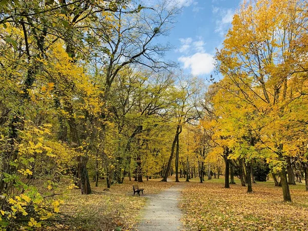 Hermoso camino de dosel de haya en el parque — Foto de Stock