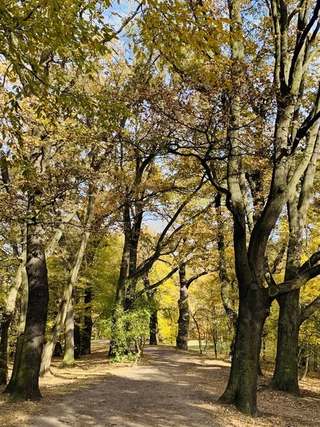 Belle route de verrière en hêtre dans le parc — Photo